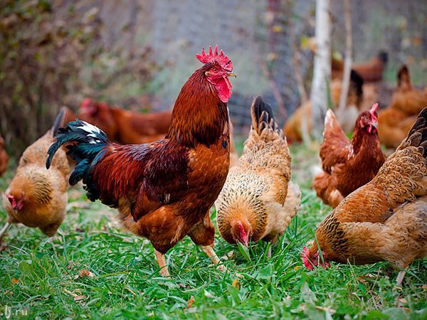 Породы куриц | ЗооТом - продажа, вязка и услуги для животных в Армянске