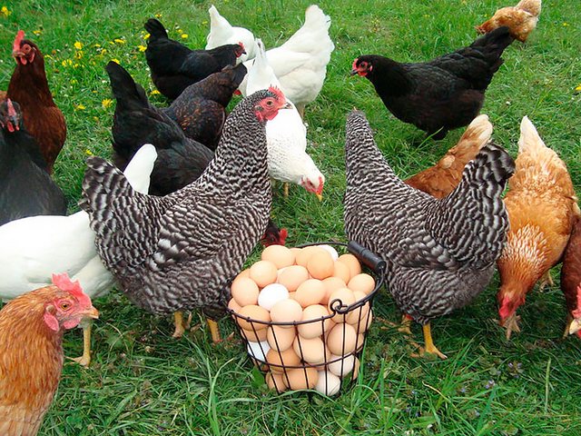 Содержание кур и уход за ними | ЗооТом - продажа, вязка и услуги для животных в Армянске