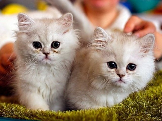 Породы кошек в Армянске | ЗооТом портал о животных