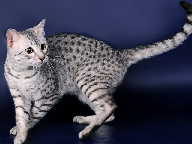 Породы кошек в Армянске | ЗооТом портал о животных