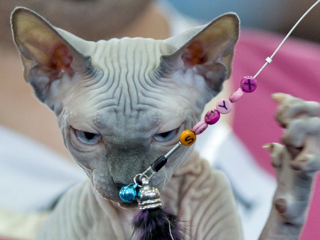 Выставки кошек в Армянске | ЗооТом портал о животных