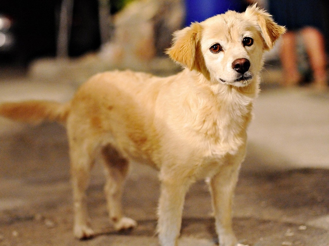 Породы собак в Армянске | ЗооТом портал о животных