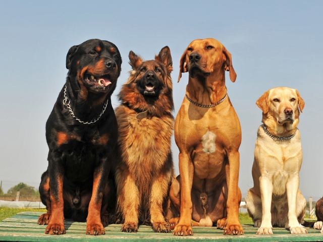 Крупные породы собак в Армянске | ЗооТом портал о животных