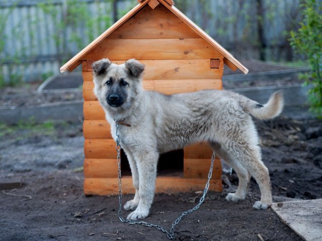 Все о собаках в Армянске Все о собаках в Армянске